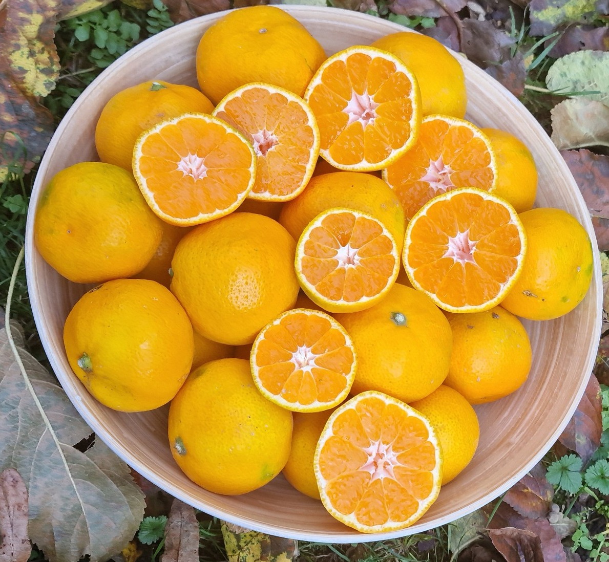 Sveže obrane neretvanske mandarine družine Šamić - sorta Kowano Wase.