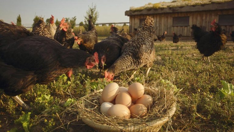 TAM, KJER PIRA NAREKUJE RITEM! 🧑‍🌾
